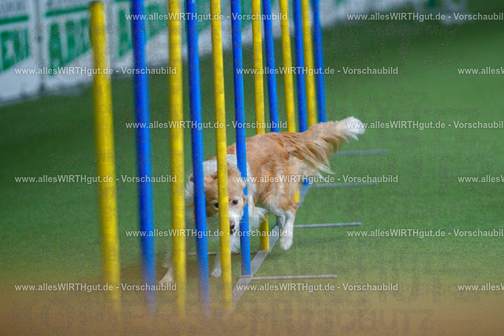 @allesWIRTHgut_Tierfotografie - www.allesWIRTHgut.de - 2604261004-7R508331 | Professionelle Tierfotografie in Mönchengladbach von Daniel Wirth (allesWIRTHgut). Liebevolle & natürliche Bilder von Hunden & Katzen für unvergessliche Erinnerungen.