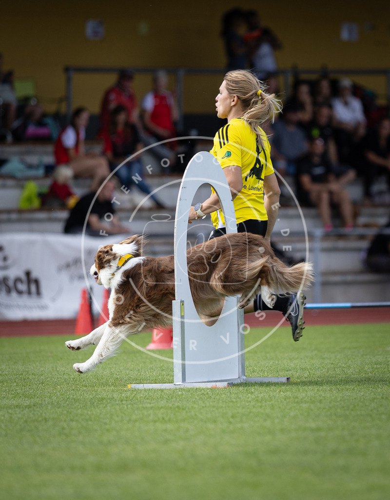 Pfotenfotografie_DV3A1376 | Hundefotografie, Tierfotograf, Pfotenfotografie, Fotoshooting Hund, Hunde Portrait, Hundesport, Hundeportraits, Heideshooting, Hunde, Sportfotograf, Hundefotograf, Turnierhundsport, THS,  - Realisiert mit Pictrs.com