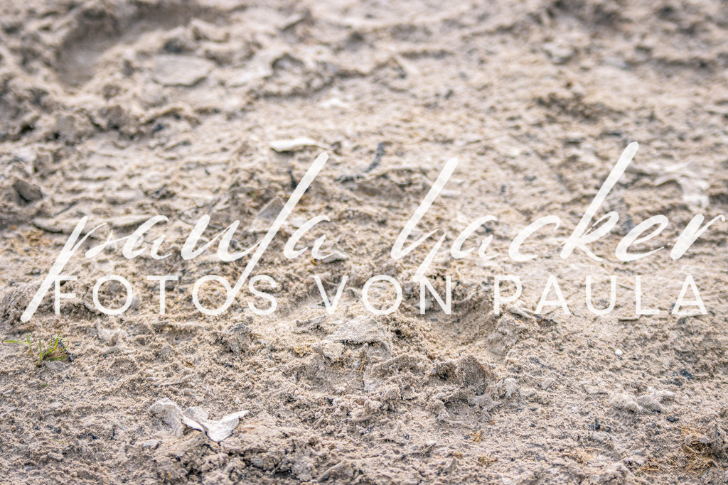 IMG_5263 | Erleben Sie dynamische Sport- und emotionale Tierfotografie in Süddeutschland mit Fotos von Paula. Spezialisiert auf Pferde- und Hundefotografie sowie Sportevents. Kontaktieren Sie mich für einzigartige und ausdrucksstarke Bilder Ihrer besonderen Momente.