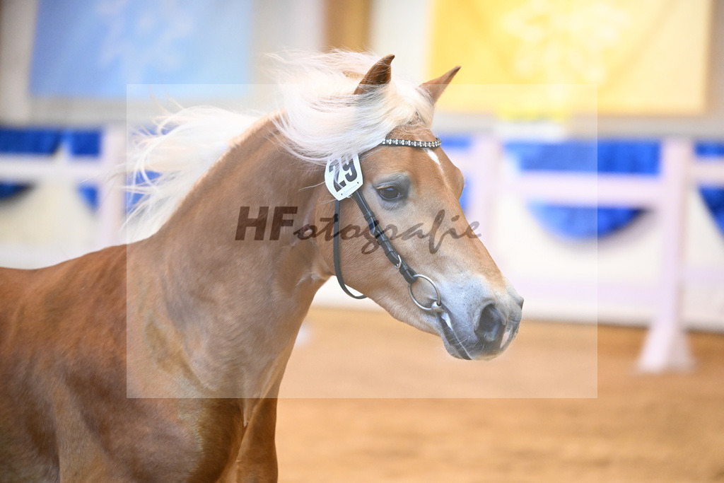 Kat-Nr. 29 Solid v. Souvenir_Haflingergestuet Meura_60220467 | hf-fotografie - Realisiert mit Pictrs.com