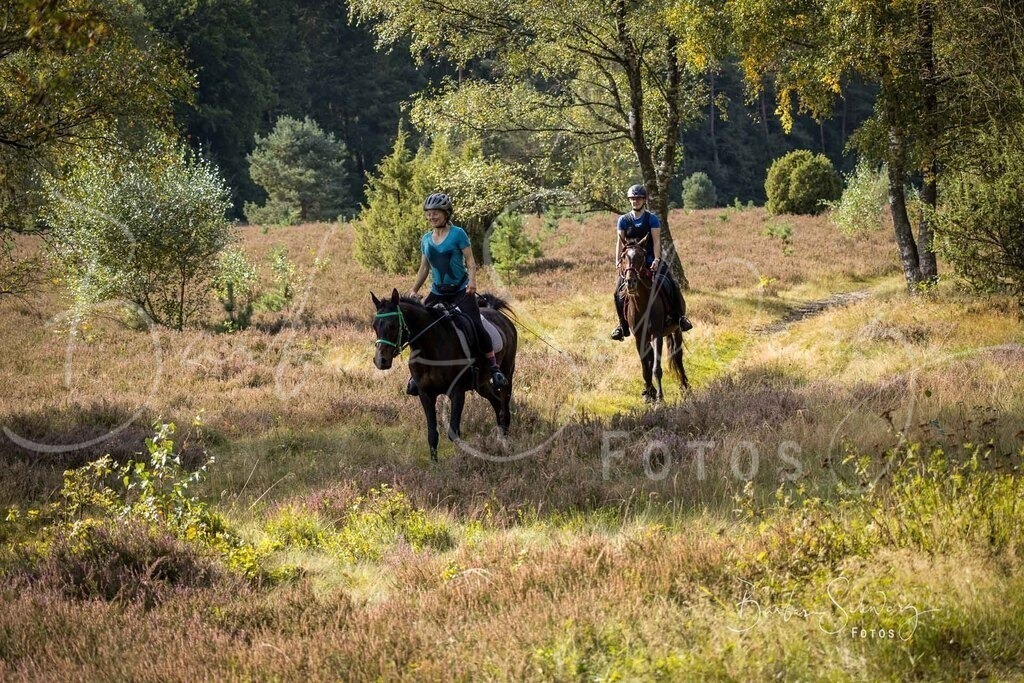 DdLH-WehlenerHeide_2025-09-20_79 | Fotografie, Veranstaltungs-Fotografie, Pferde-Fotografie, Landschafts-Fotografie, Reise-Fotografie - Realisiert mit Pictrs.com