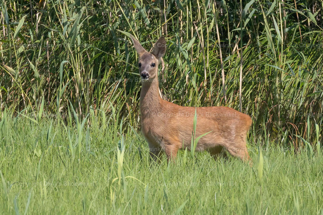 201716 | Tierfotografie, Tierkalender, Tierbilder, Insekten, Spinnen, Vögel, Schmetterling, Libellen, Leinwand, Colorkey, Qualität, Geschenkartikel, Geschenk - Realisiert mit Pictrs.com