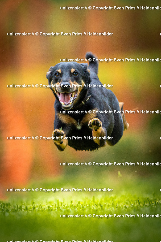 Sven Pries | 2025-09-21 - Hunderennen Baden-Oos - Realisiert mit Pictrs.com