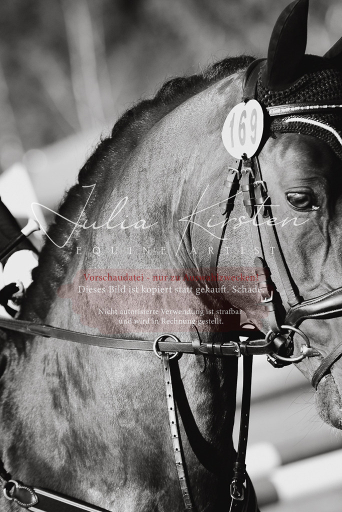 DSC_4922 | Pferde- und Turnierfotografie in Westsachsen. Pferdeportraits, Auftragszeichnungen und intuitive Kunst.