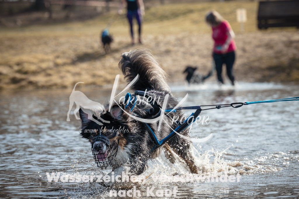 1133_ZZ95569 | kk-dogfotos