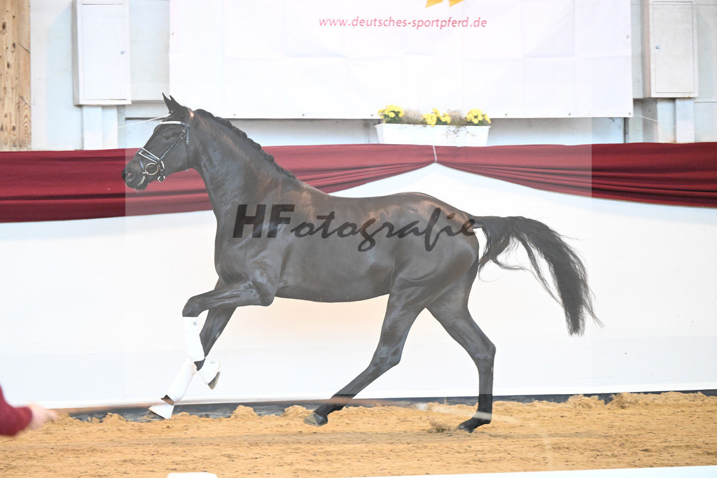 Kat-Nr. 6 v. Bohemian_Albert_66221554 | hf-fotografie - Realisiert mit Pictrs.com