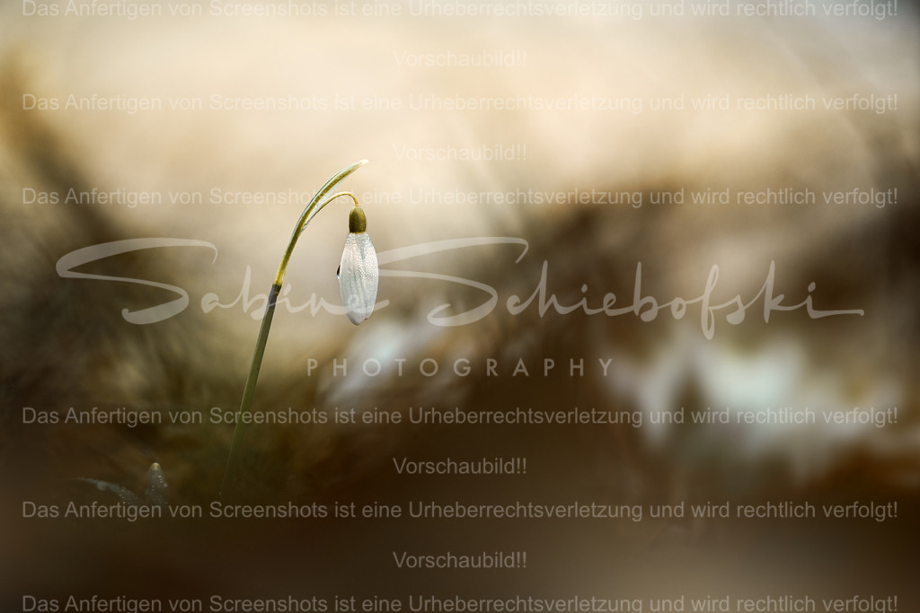 Schneeglöckchen im sanften Morgenlicht – zarter Frühlingsbeginn | Ein einzelnes Schneeglöckchen neigt sich behutsam im warmen Licht des frühen Morgens. Umgeben von weichen, natürlichen Farbtönen und sanfter Unschärfe entsteht eine minimalistische, fast meditative Stimmung.Dieses Bild steht für Neubeginn, Hoffnung und die leise Kraft der Natur. Die harmonische Farbgestaltung in Creme- und Brauntönen mit dem zarten Weiß der Blüte verleiht der Aufnahme eine zeitlose Eleganz.Ideal als Fine Art Print oder Wandbild für Wohnräume, Praxis, Büro oder als besonderes Geschenk für Naturliebhaber. - Realisiert mit Pictrs.com