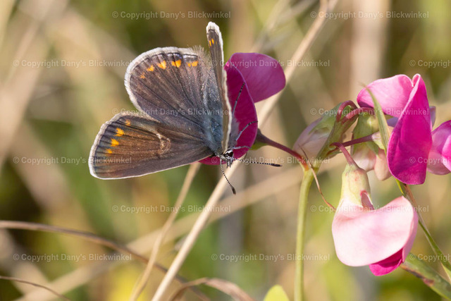 202132 | Tierfotografie, Tierkalender, Tierbilder, Insekten, Spinnen, Vögel, Schmetterling, Libellen, Leinwand, Colorkey, Qualität, Geschenkartikel, Geschenk - Realisiert mit Pictrs.com
