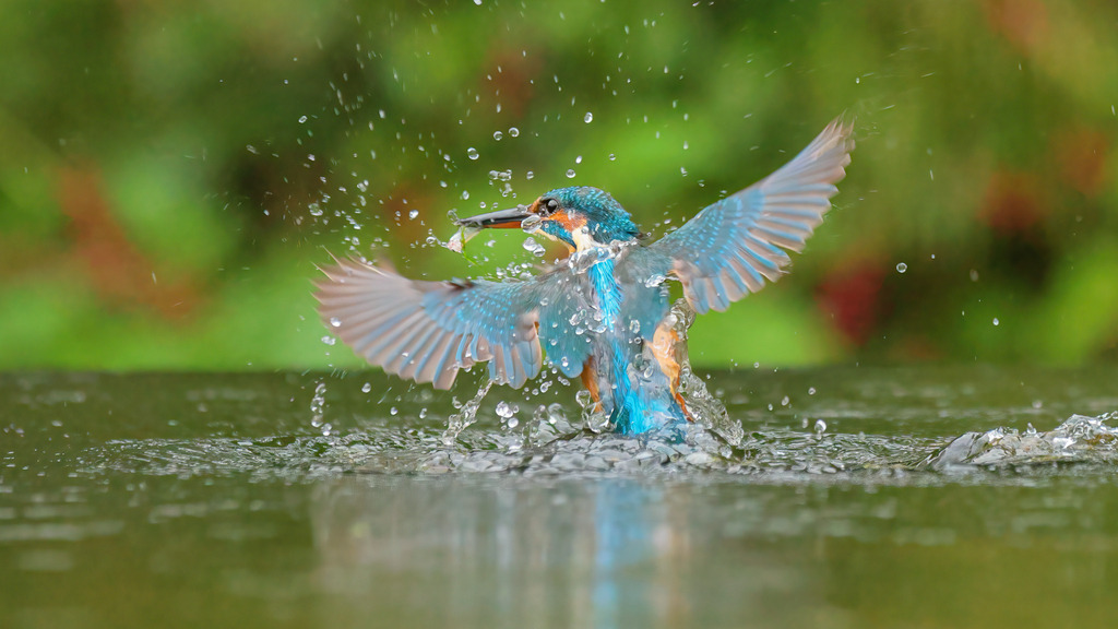 Wandbild: Eisvogel mit gefangenem Fisch | Das Wandbild zeigt einen beeindruckenden Moment, in dem ein Eisvogel aus dem Wasser aufsteigt, frisch gefangenes Futter im Schnabel. Die Flügel des Vogels sind weit ausgestreckt, Wassertröpfchen fliegen in alle Richtungen und verleihen der Szene Dynamik und Energie. Der lebendige, blau-orange gefärbte Eisvogel sticht kontrastreich vom sanften Grün des Hintergrunds ab, das verschwommen bleibt, um die Bewegung und den Fokus auf den Vogel zu betonen. Dieses Bild fängt die Essenz der Natur in ihrer dynamischen Schönheit ein und eignet sich perfekt als inspirierendes Wandbild.