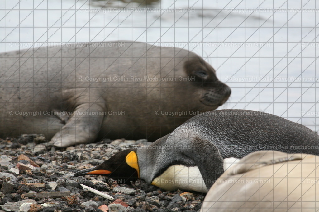 IMG_3446 | Antarktis / Antarctica - Realisiert mit Pictrs.com