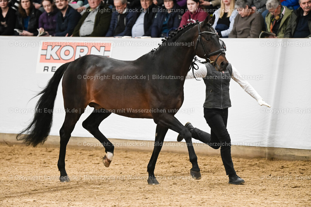 20260307_Hengstvorstellung-Marbach_0076 | equistock