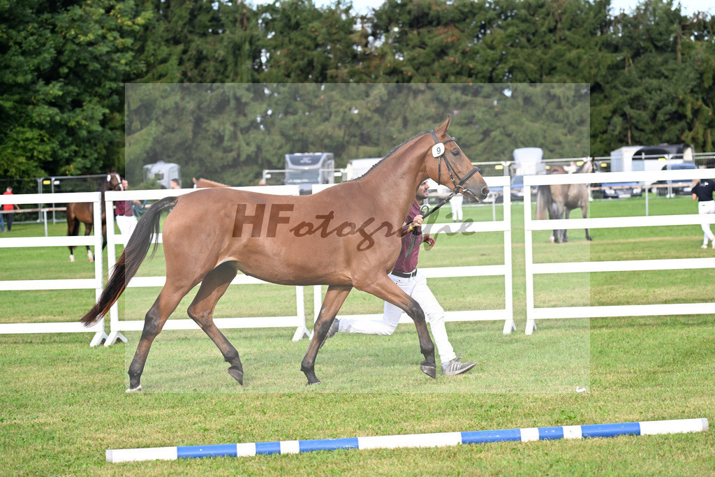 Kat-Nr. 9 Dakotan H v. Vingino_Hoffmeister_30250106 | hf-fotografie - Realisiert mit Pictrs.com