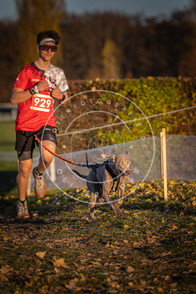 CaniXpix_DV3A5129 | Hundefotografie, Tierfotograf, Pfotenfotografie, Fotoshooting Hund, Hunde Portrait, Hundesport, Hundeportraits, Heideshooting, Hunde, Sportfotograf, Hundefotograf, Turnierhundsport, THS,  - Realisiert mit Pictrs.com