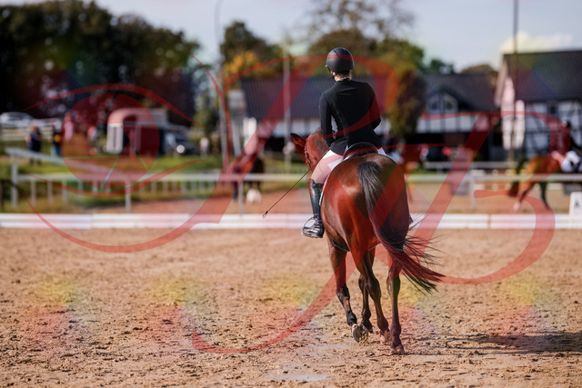 2026_10_03_Siefer-Hof_130726_Z81_58347975 | Professionelle Reitsport-, Turnier- und Eventfotografie von Robert Broda. Galerien mit ausgewählten und bearbeiteten Bildern direkt online ansehen und bestellen.