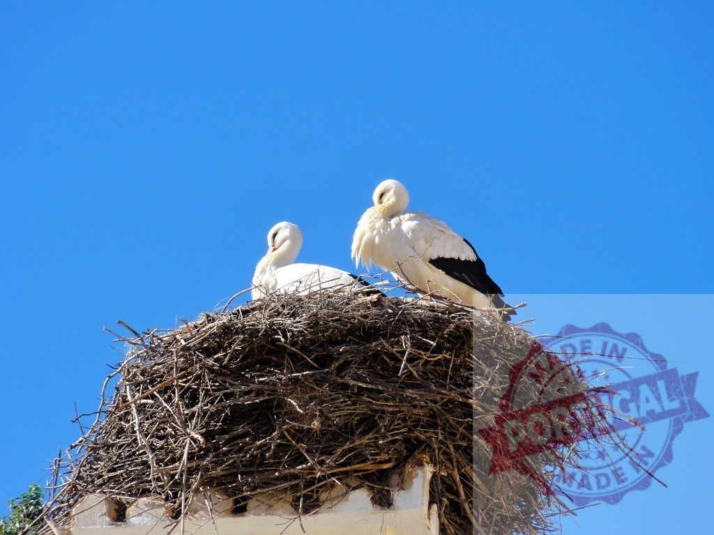 White storks nesting in large stick nest against blue sky | White storks sitting in a large stick nest on a building, a vivid blue sky in background - Realized with Pictrs.com