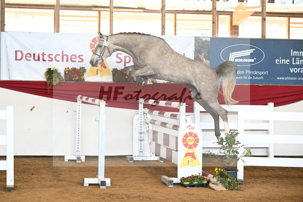 Kat-Nr. 47 Signorita v. Mattias_Lindner_16251108 | hf-fotografie - Realisiert mit Pictrs.com