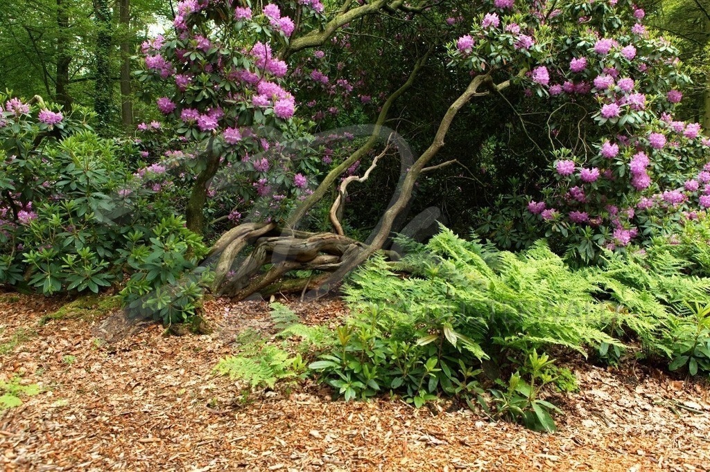 NatureArt-RHODOPARK_8067 | Zwischen Farn und Blüten | #002 | Modell: Darky | Foto: Andrej Laukart - Realisiert mit Pictrs.com