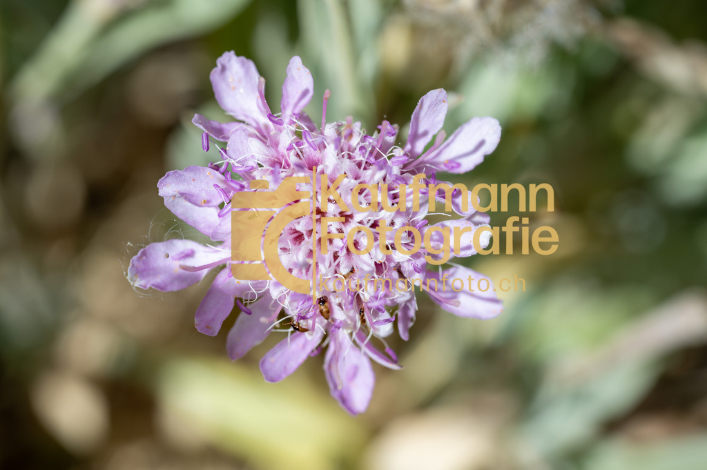 Teneriffe-2129 | kaufmannfoto - Realisiert mit Pictrs.com