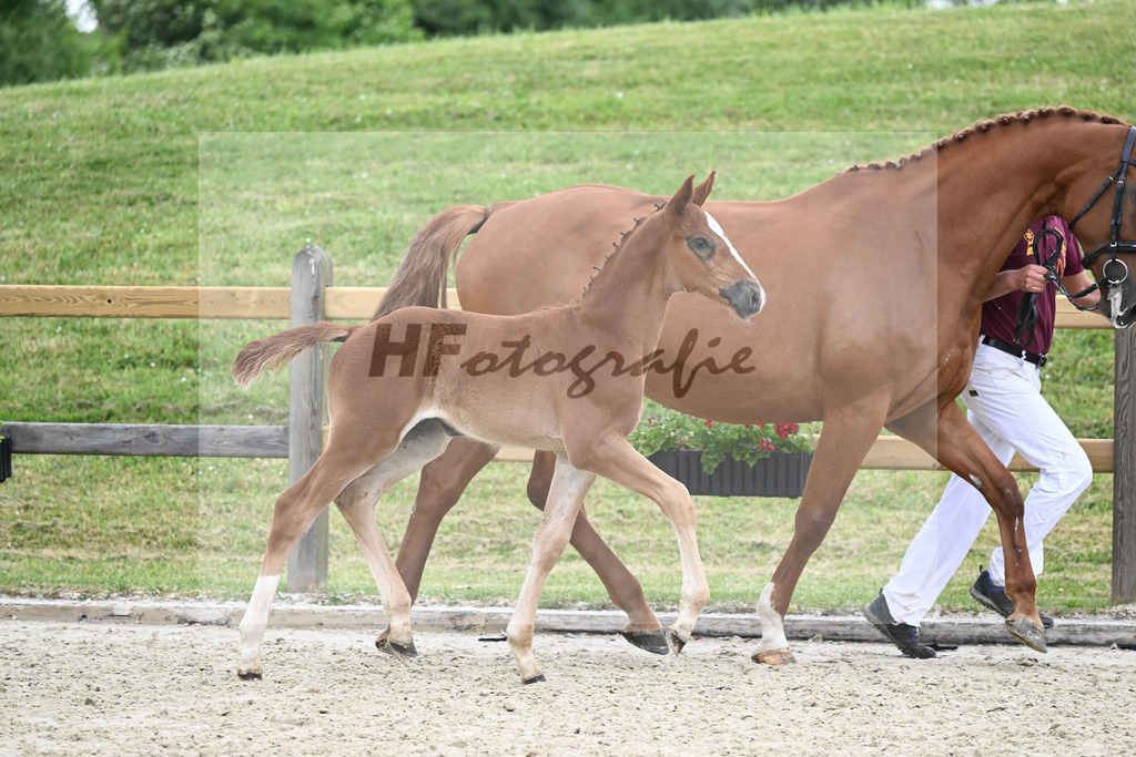 Kat-Nr. 33 SF Denzel von het Meulenhof_Feigl_17231251 | hf-fotografie - Realizzato con Pictrs.com