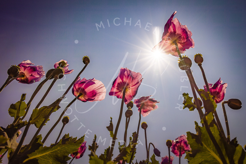 2023-05-29 Pink Poppies Erlenbach Oelmuehle - 107 | Schwotte Media - Realisiert mit Pictrs.com