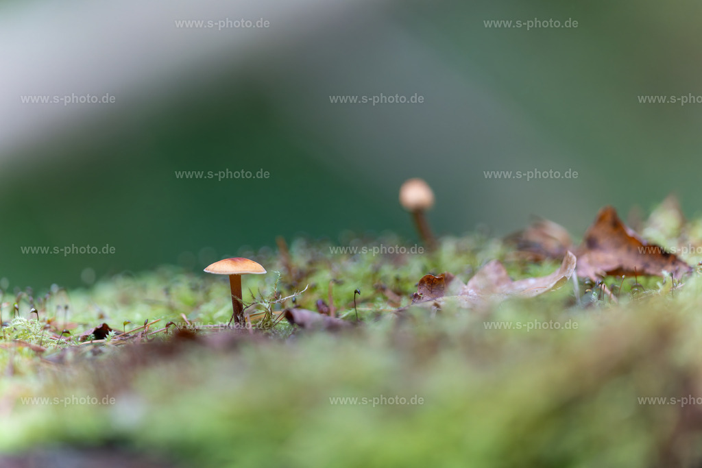 Pilzlandschaft | Schöne Pilzlandschaft mit beruhigender Wirkung - Realisiert mit Pictrs.com