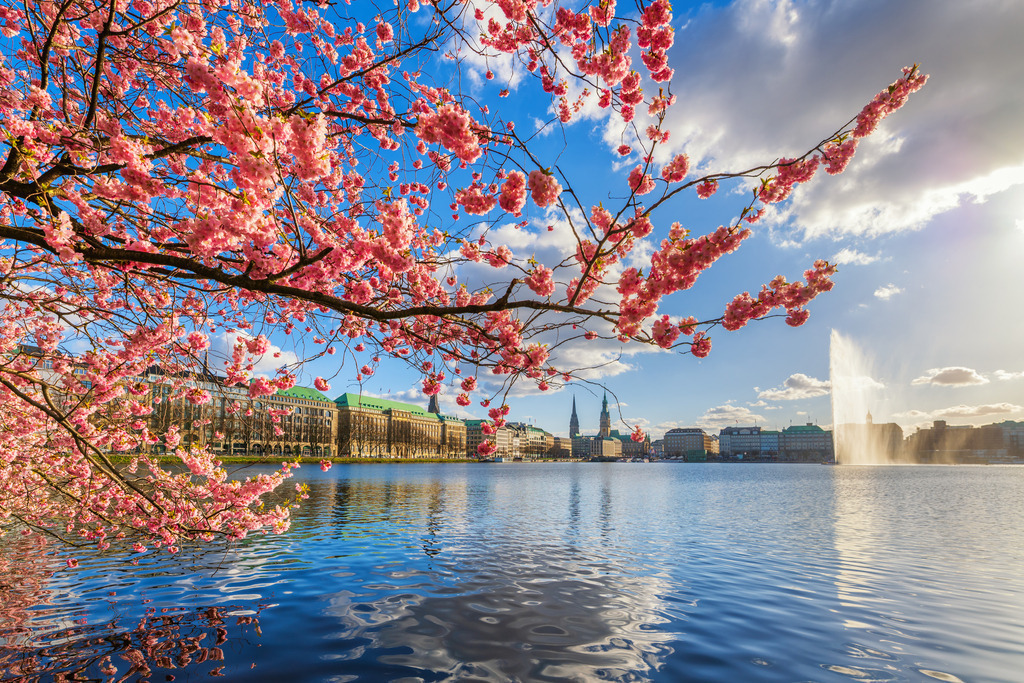 10260401 - Kirschblüten an der Alster | Wunderschönes Farbenspiel zur Kirschblütenzeit an der Binnenalster.