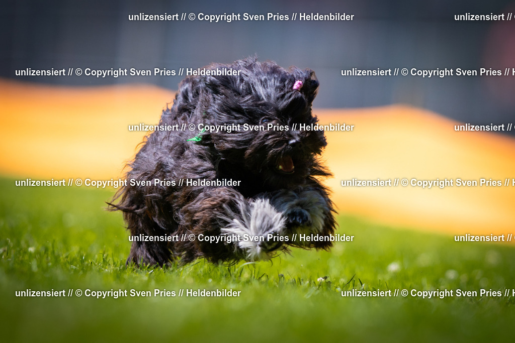 Sven Pries | 2025-08-10 - Hunderennen Durlach - Realisiert mit Pictrs.com