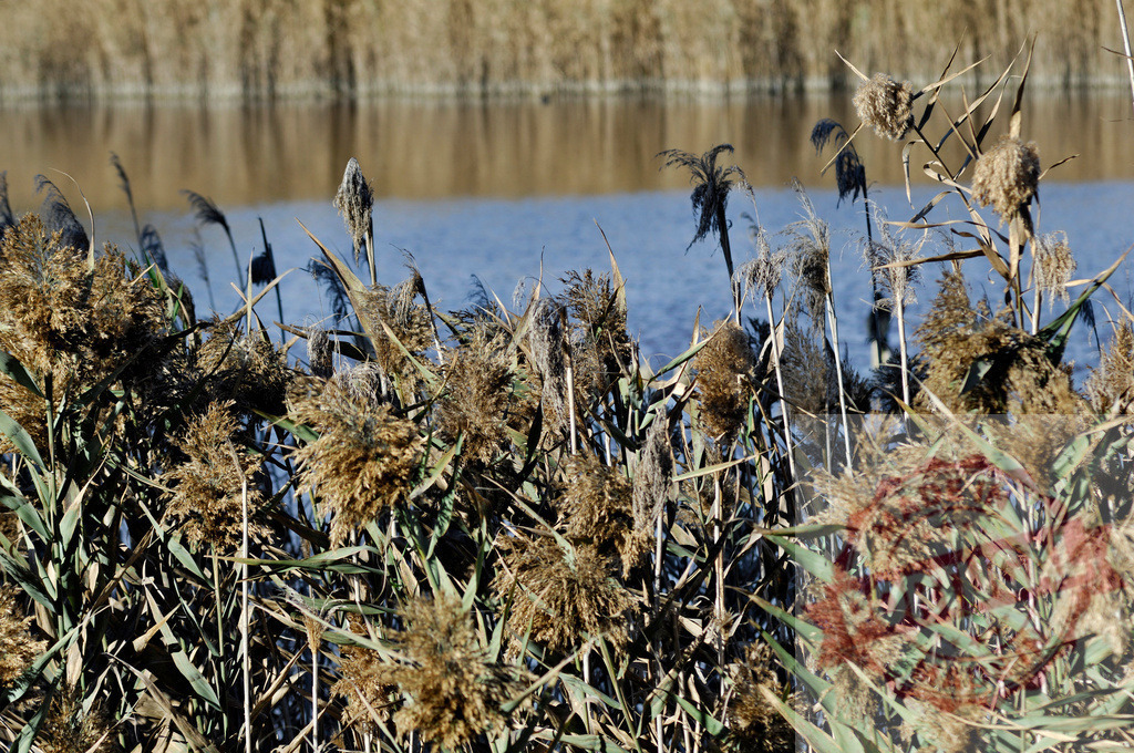 Reeds growing by lake during autumn daytime | Reeds swaying gently beside calm lake water on a sunny autumn day - Realisiert mit Pictrs.com