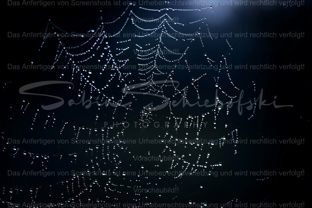 Wandbild Spinnen Kunstwerk | People- und Tierfotografie, Imageaufnahmen, Veranstaltungsfotografie und Wandbilder aus der Natur ★ Made in Germany ✔️ Druck + Downloads ✔️ Naturfotografie in Top Qualität ★ schneller Versand, weltweite Lieferung! - Realisiert mit Pictrs.com