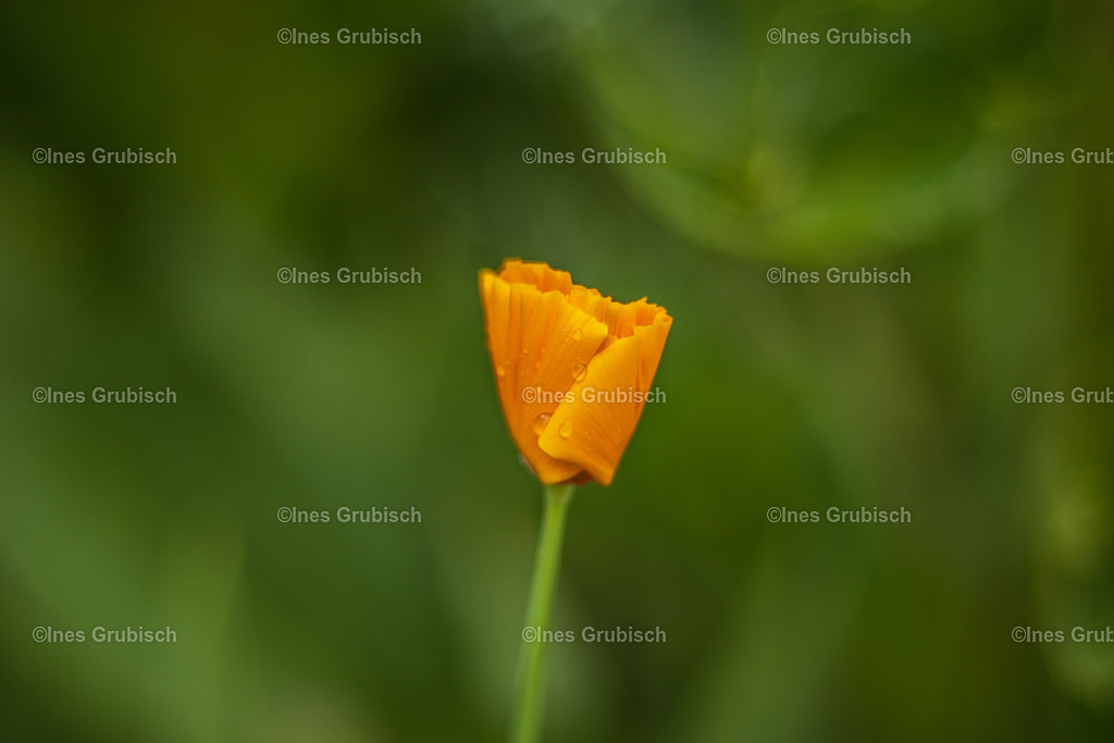 Mohn vor der Blüte | Lila Lubbenbomm - Artwork by Ines Grubisch - Realisiert mit Pictrs.com