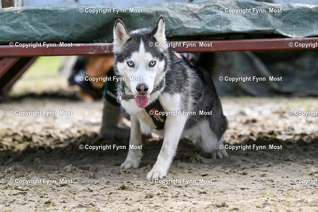 DSC_6384 | Hallo und herzlich Willkommen auf meiner Shop-Seite Fynn Most.

Ich wünsche Dir viel Spaß beim stöbern durch die Bilder, wenn Du Fragen hast oder Bilder vermisst, kannst du mir gerne eine Nachricht schreiben. - Realisiert mit Pictrs.com