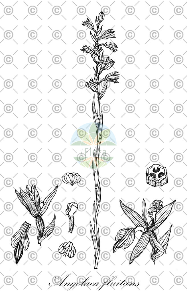 HistAbb_wfo-0000536542_562_ENZY_Simple | Historische Abbildung von Angolaea fluitans - Podostemaceae | Historical Illustration of Angolaea fluitans - Podostemaceae