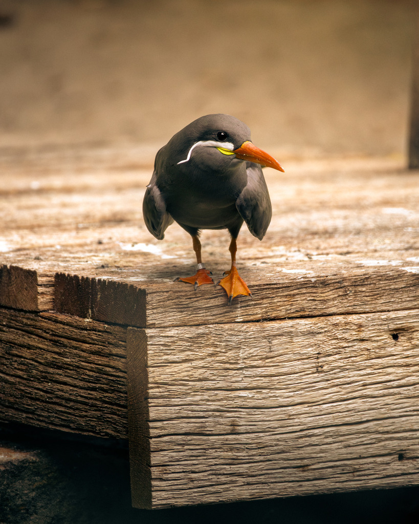 Die Inkaseeschwalbe | Ich bin ein Fotograf aus Berlin und fotografiere aus Spaß an der Freude :) Meinen Motiven setze ich keine thematischen Grenzen. Somit bin ich beispielsweise in der Tierfotografie, Landschaftsfotografie, Sportfotografie sowie Streetphotography anzutreffen.