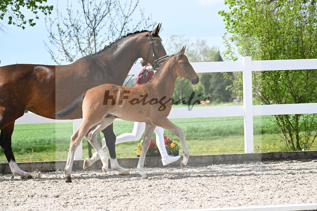 Kat-Nr. 811 HF v. Grey Tonic x Sir Donnerhall I_Rieder_23260205 | hf-fotografie - Realisiert mit Pictrs.com