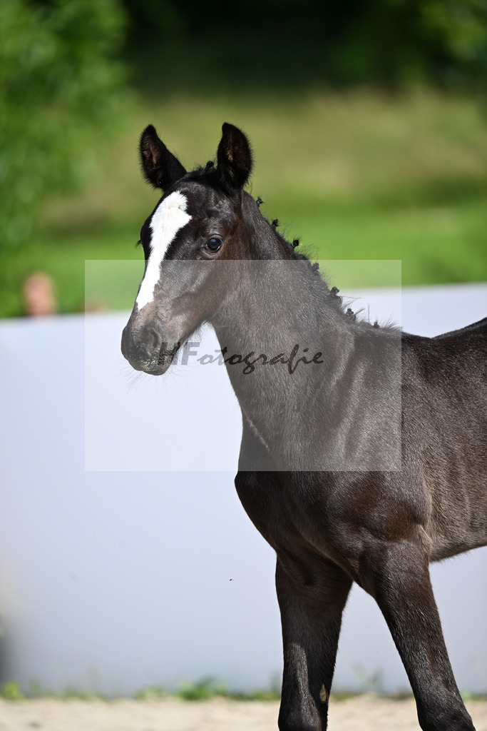 Diamant van Klapscheut Z x Catoki_SF_Regele_13250382 | hf-fotografie - Realizzato con Pictrs.com