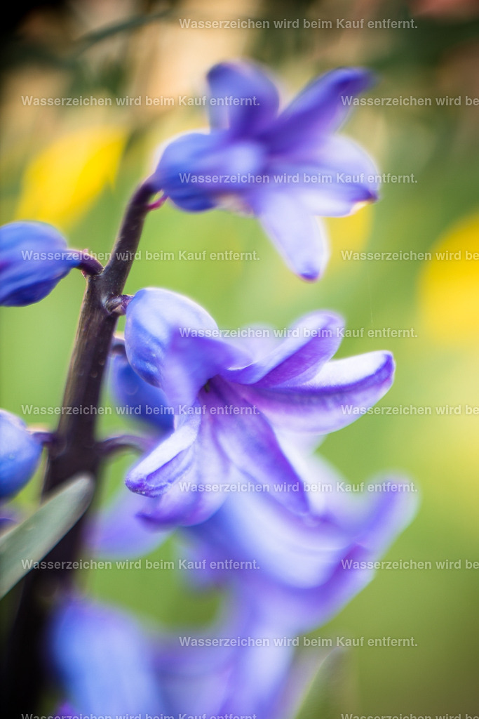 Lebe dein wahres Leben | Die Botschaft zum Bild lautet: Vertraue deiner Intuition für deinen Seelenweg. Dein wahres Leben wartet auf dich. Intuitionen werden hier gestärkt, verbunden mit der Wahrheit. Doch was ist die Wahrheit? Die Wahrheit ist das, was dich zum Wachstum anregt und dich in eine hohe Frequenz bringt. Denn wenn du in einer hohen Frequenz bist, lebst du dein volles Potential.