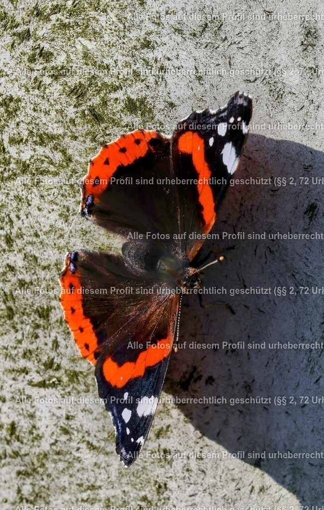 1P5A8203_3 | krollfotografie - Realisiert mit Pictrs.com