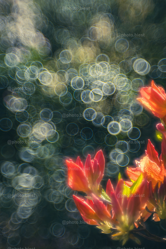 Der Feuerbusch | Feurige Blüten vor einer Wand aus Bubbles. - Realisiert mit Pictrs.com