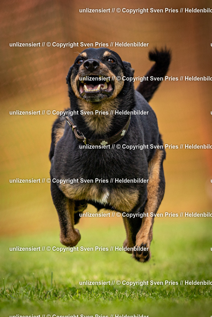 Sven Pries | 2024-09-22 - Hunderennen Baden-BadenPudelverein - Realisiert mit Pictrs.com