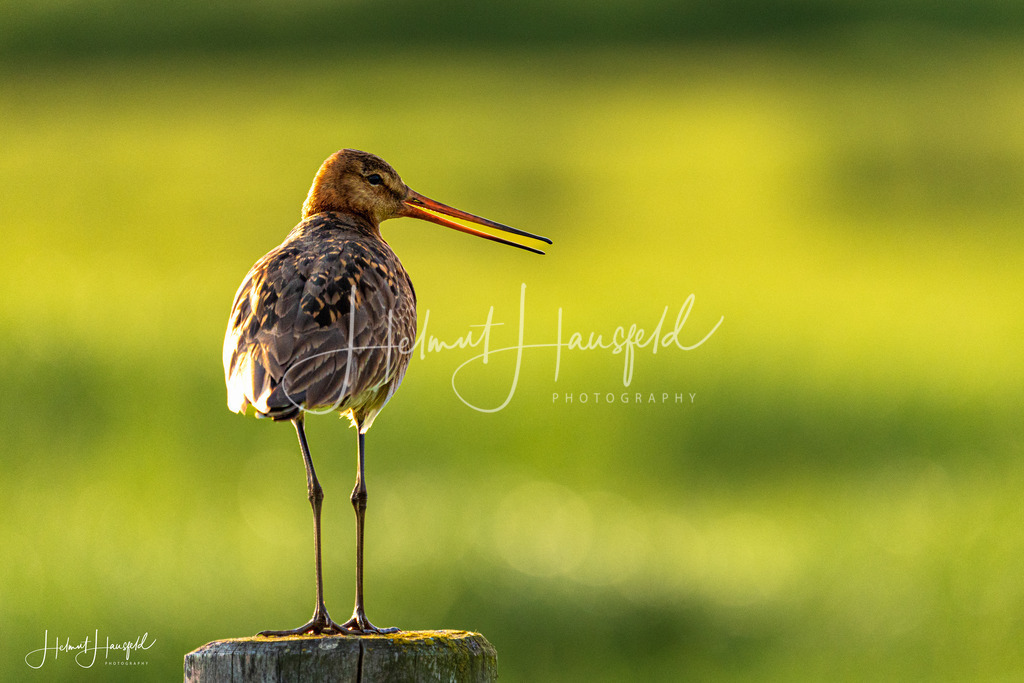 DSC07854 | Landschaftsfotografie, Naturfotografie - Realisiert mit Pictrs.com