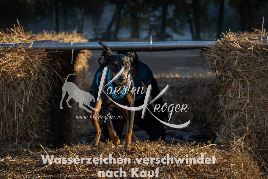0919_ZZ92280 | kk-dogfotos