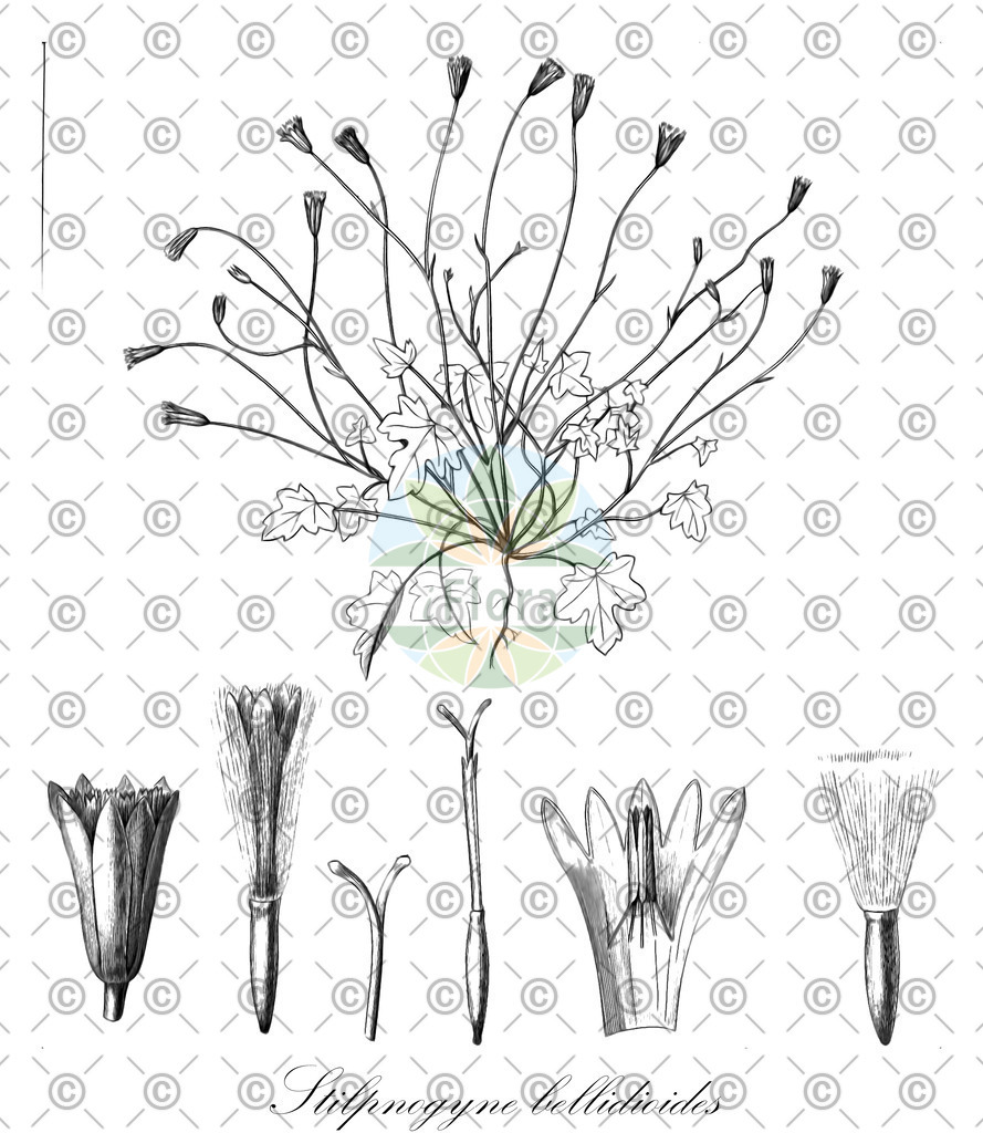 HistAbb_wfo-0000317076_1_ENZY_Simple | Historische Abbildung von Stilpnogyne bellidioides - Asteraceae | Historical Illustration of Stilpnogyne bellidioides - Asteraceae