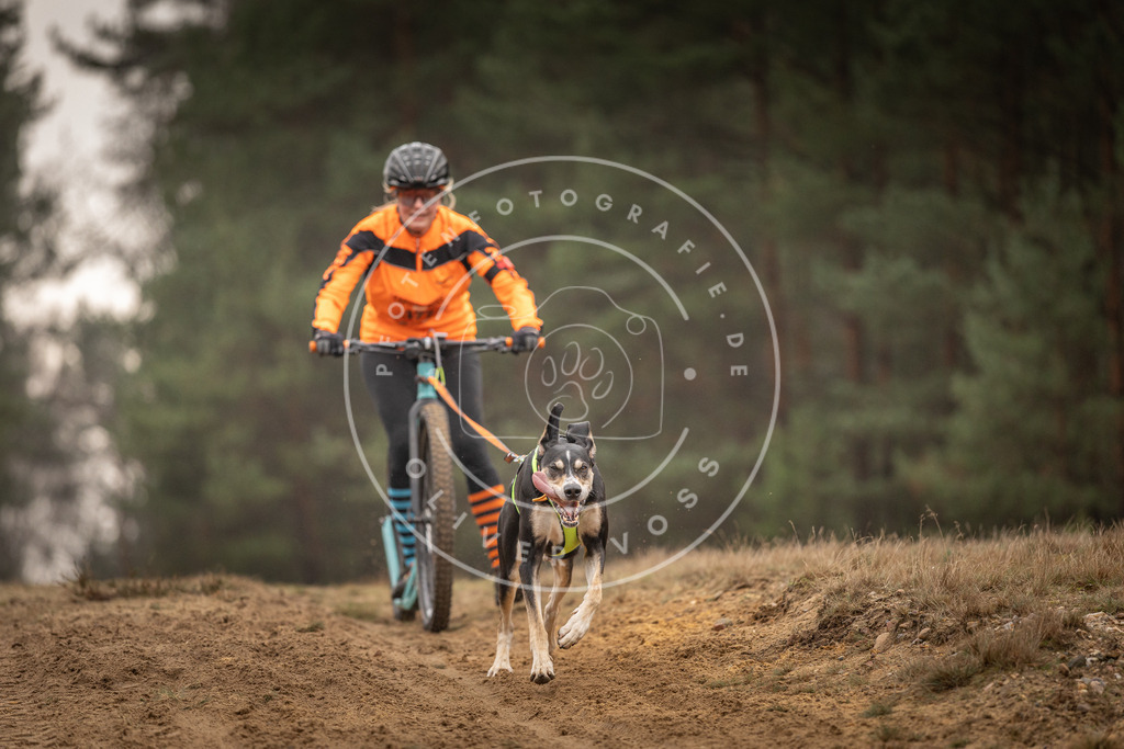 Pfotenfotografie_DV3A4589 | Hundefotografie, Tierfotograf, Pfotenfotografie, Fotoshooting Hund, Hunde Portrait, Hundesport, Hundeportraits, Heideshooting, Hunde, Sportfotograf, Hundefotograf, Turnierhundsport, THS,  - Realisiert mit Pictrs.com