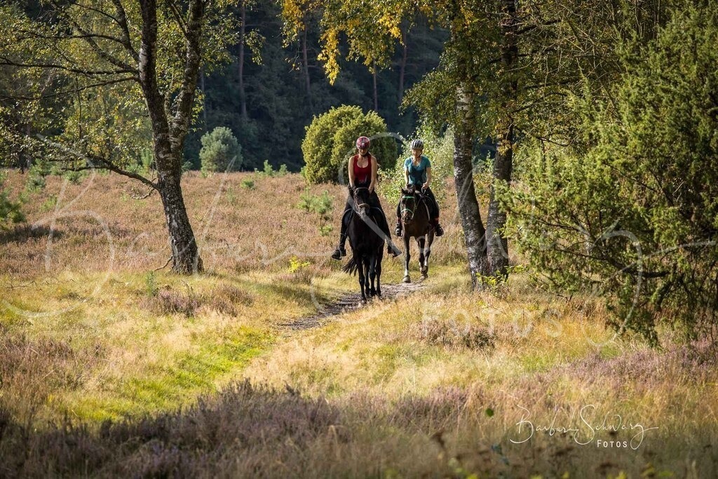DdLH-WehlenerHeide_2025-09-20_55 | Fotografie, Veranstaltungs-Fotografie, Pferde-Fotografie, Landschafts-Fotografie, Reise-Fotografie - Realisiert mit Pictrs.com