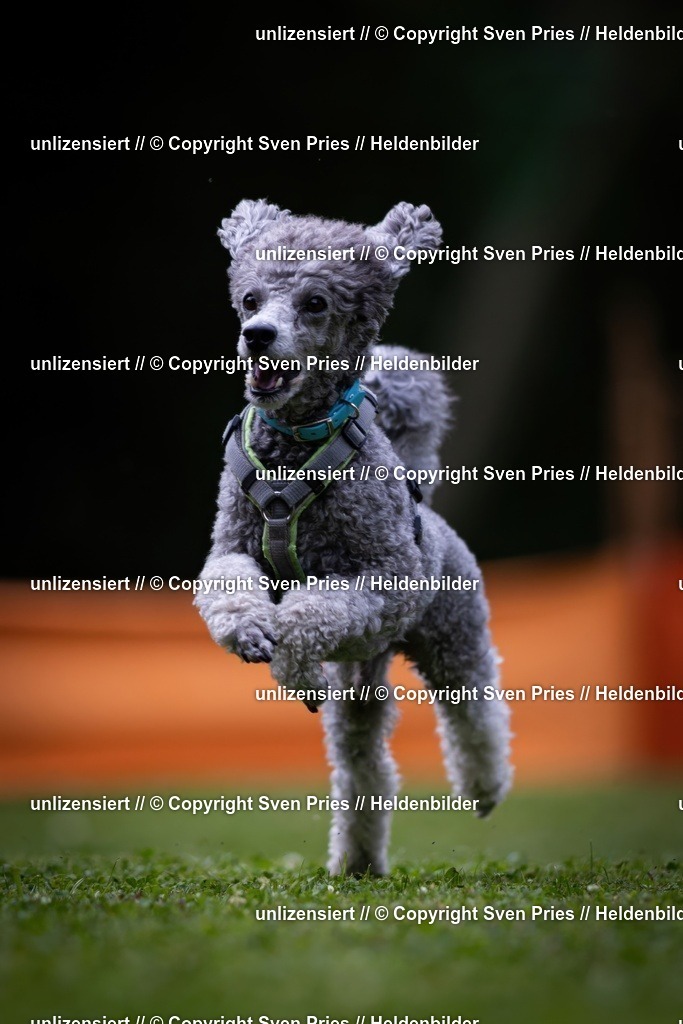 Sven Pries | 19. Allgemeines Hunderennen Karlsruhe Durlach - Realisiert mit Pictrs.com