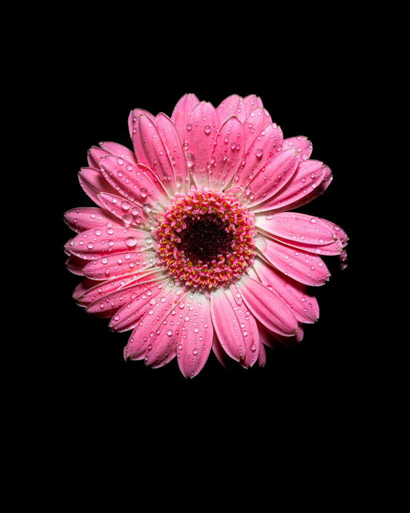 _DSC0283-2 | renerovisanfotoart.com