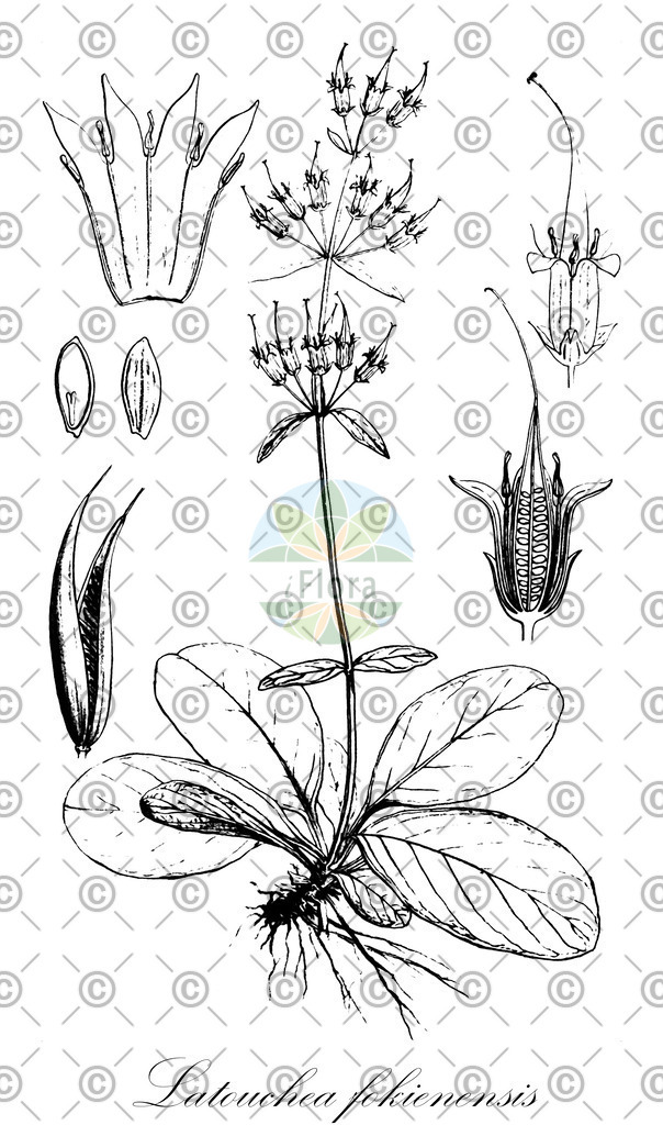 HistAbb_FALSCH_18_ENZY_Simple | Historische Abbildung von Latouchea fokienensis - Gentianaceae | Historical Illustration of Latouchea fokienensis - Gentianaceae