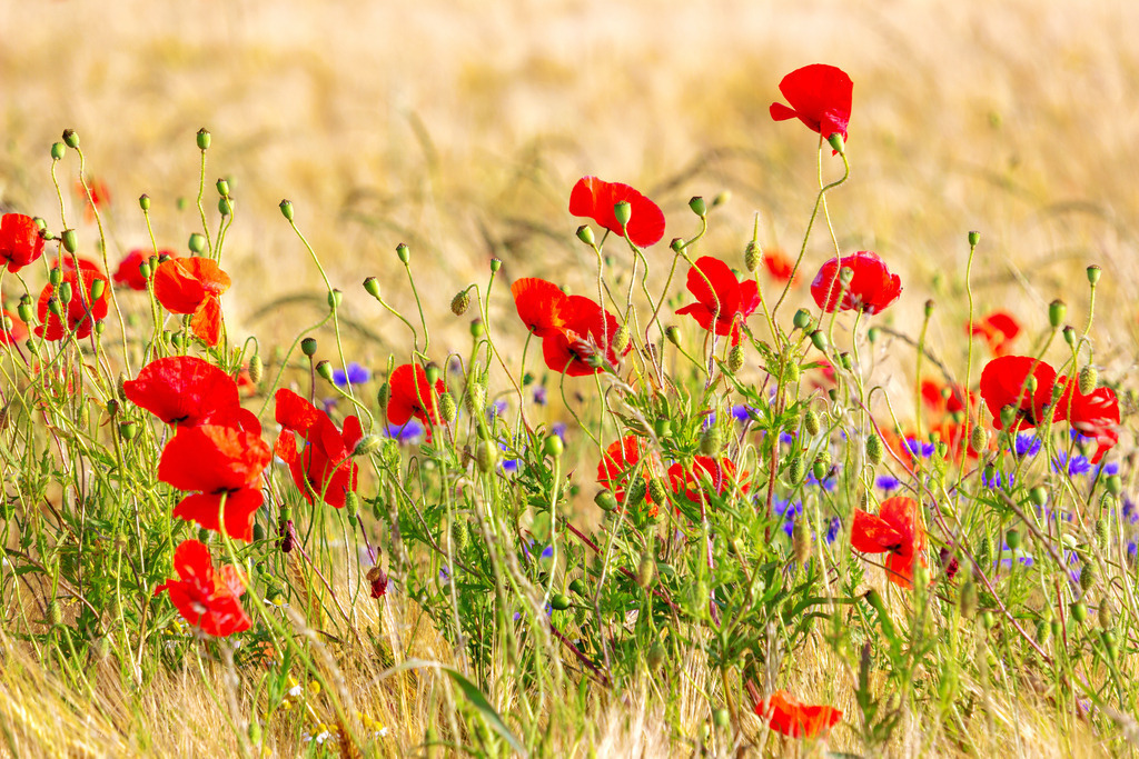 Wandbild: Mohnblümen im Kornfeld in Kappeln | Dieses Wandbild im Querformat zeigt eine lebendige Szene aus einem Kornfeld bei Kappeln: Rote Mohnblumen und vereinzelte blaue Blüten durchziehen die goldgelben Ähren und bringen Farbe und Rhythmus in die Sommerlandschaft. Die Komposition wirkt zugleich dynamisch und ruhig – eine Momentaufnahme, die das Zusammenspiel von Wildpflanzen und Getreide eindrucksvoll festhält. Ideal für Wohnräume, Ferienunterkünfte oder Praxisräume mit Bezug zur Natur. Erhältlich als Leinwand, Acrylglas, Alu-Dibond, hochwertiger FineArt-Druck oder als schallabsorbierendes Akustikbild. - Realisiert mit Pictrs.com
