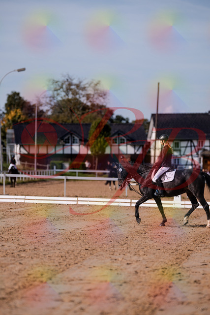 2026_10_03_Siefer-Hof_115443_Z81_94401582 | Professionelle Reitsport-, Turnier- und Eventfotografie von Robert Broda. Galerien mit ausgewählten und bearbeiteten Bildern direkt online ansehen und bestellen.