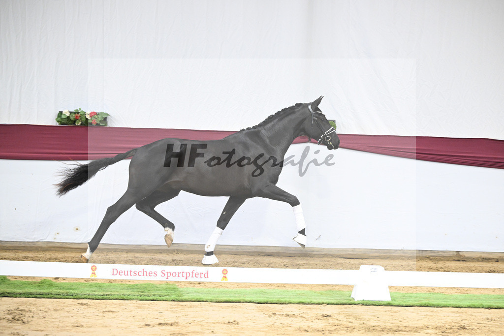 Kat-Nr. 16 Dream Royal x Everdale_Stephanie Hueffer_47250415 | hf-fotografie - Realisiert mit Pictrs.com